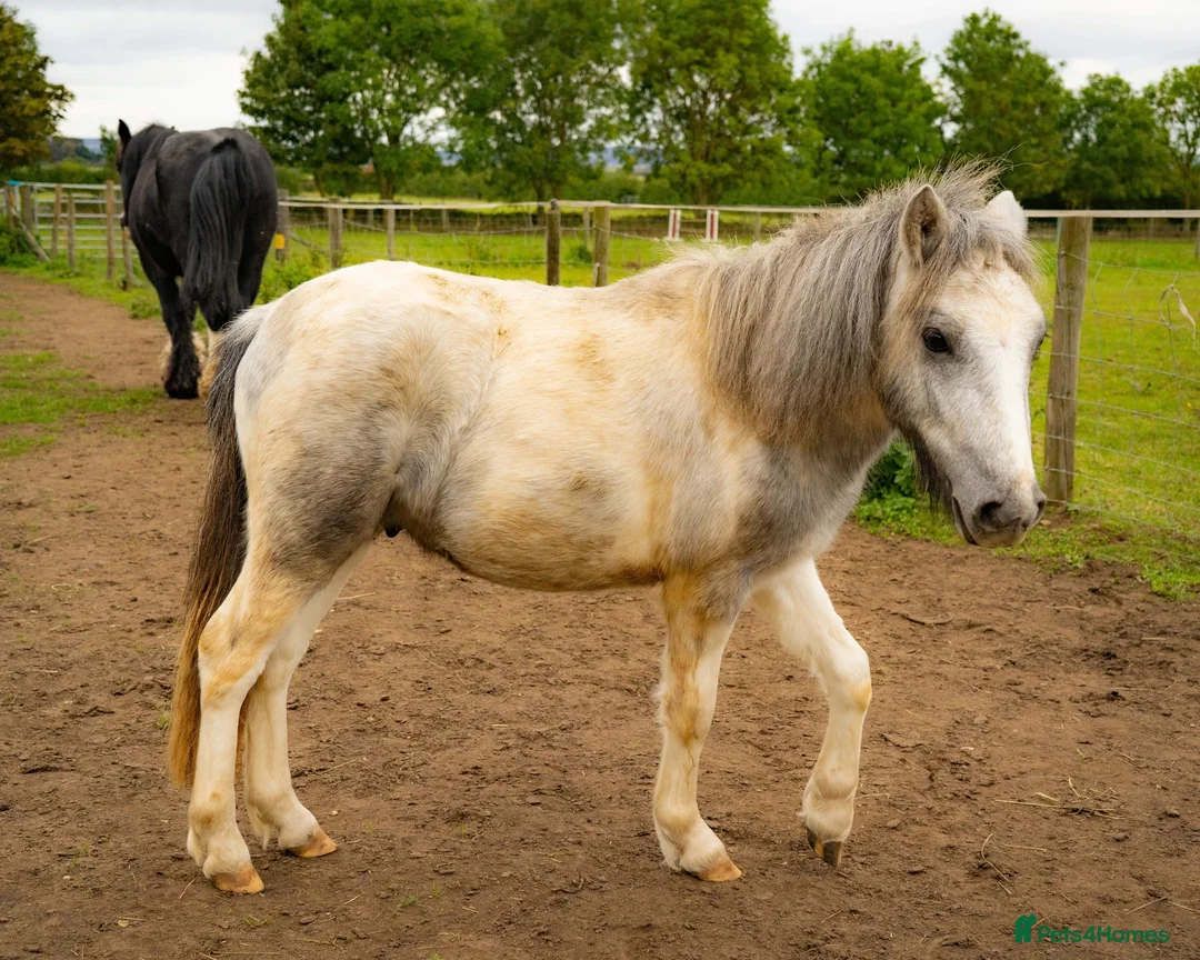 Welsh Section A horses for sale: 🐴 GIZMO – 6 Year Old Welsh Cross Gelding 🐴 - Advert 8