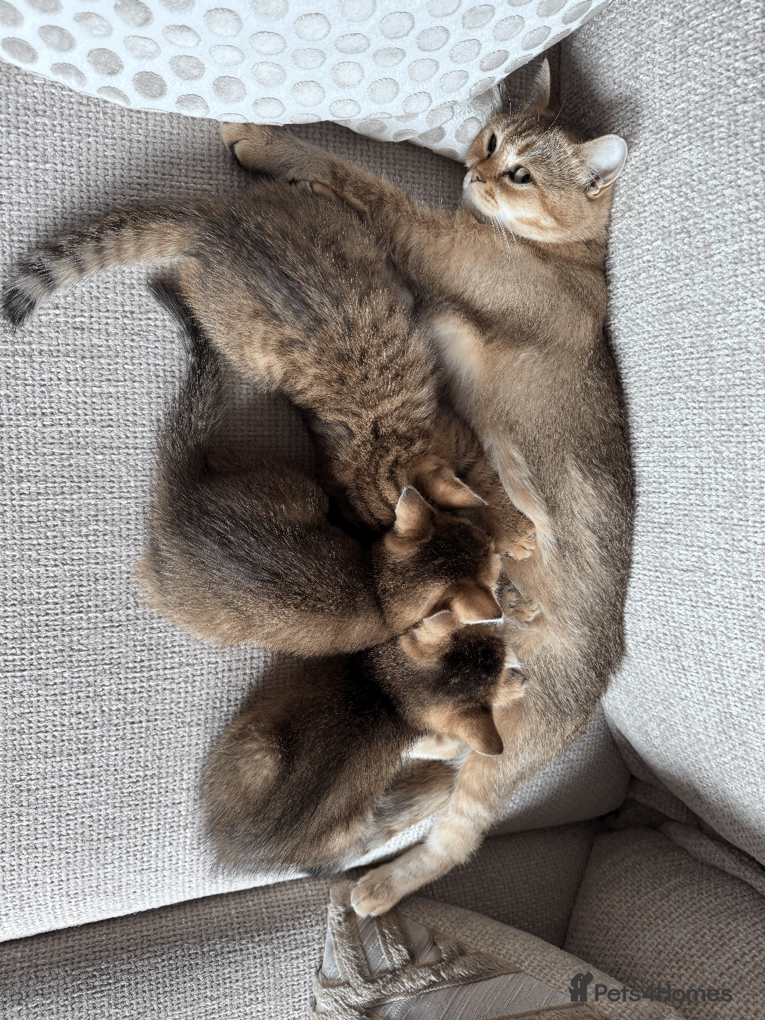 British Shorthair cats for sale: British shorthair - Image 6
