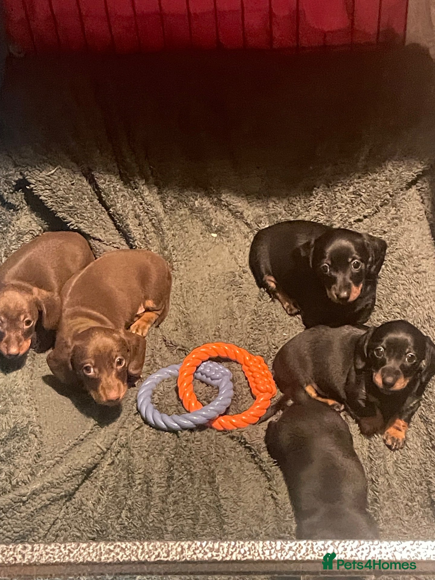 Miniature Dachshund dogs for sale: Miniature smooth hair Dachshunds  - Advert 12