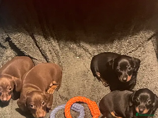 Miniature Dachshund dogs for sale: Miniature smooth hair Dachshunds - Advert 12