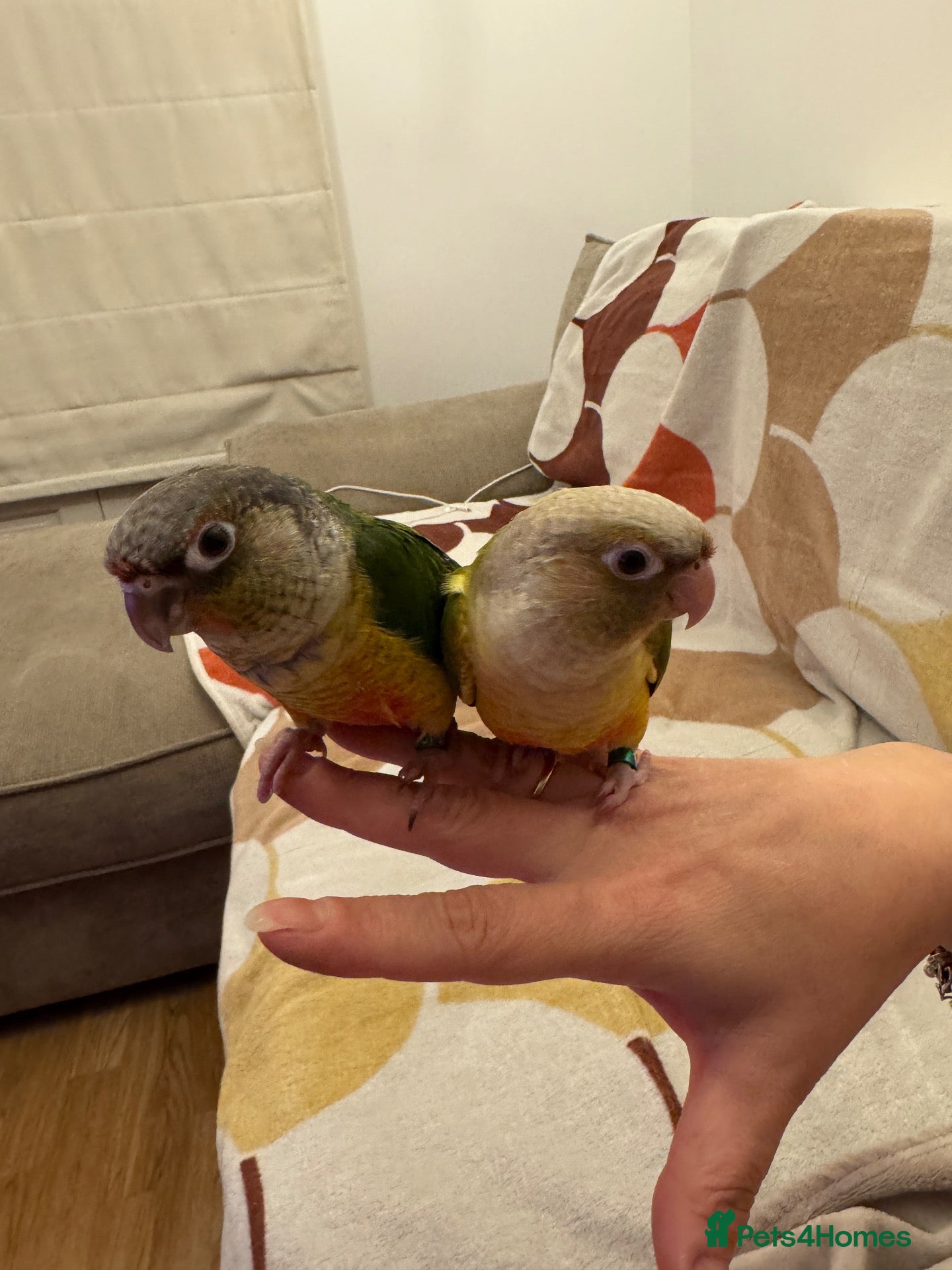 Conures birds 2 Tamed baby conures for sale  - Advert 1