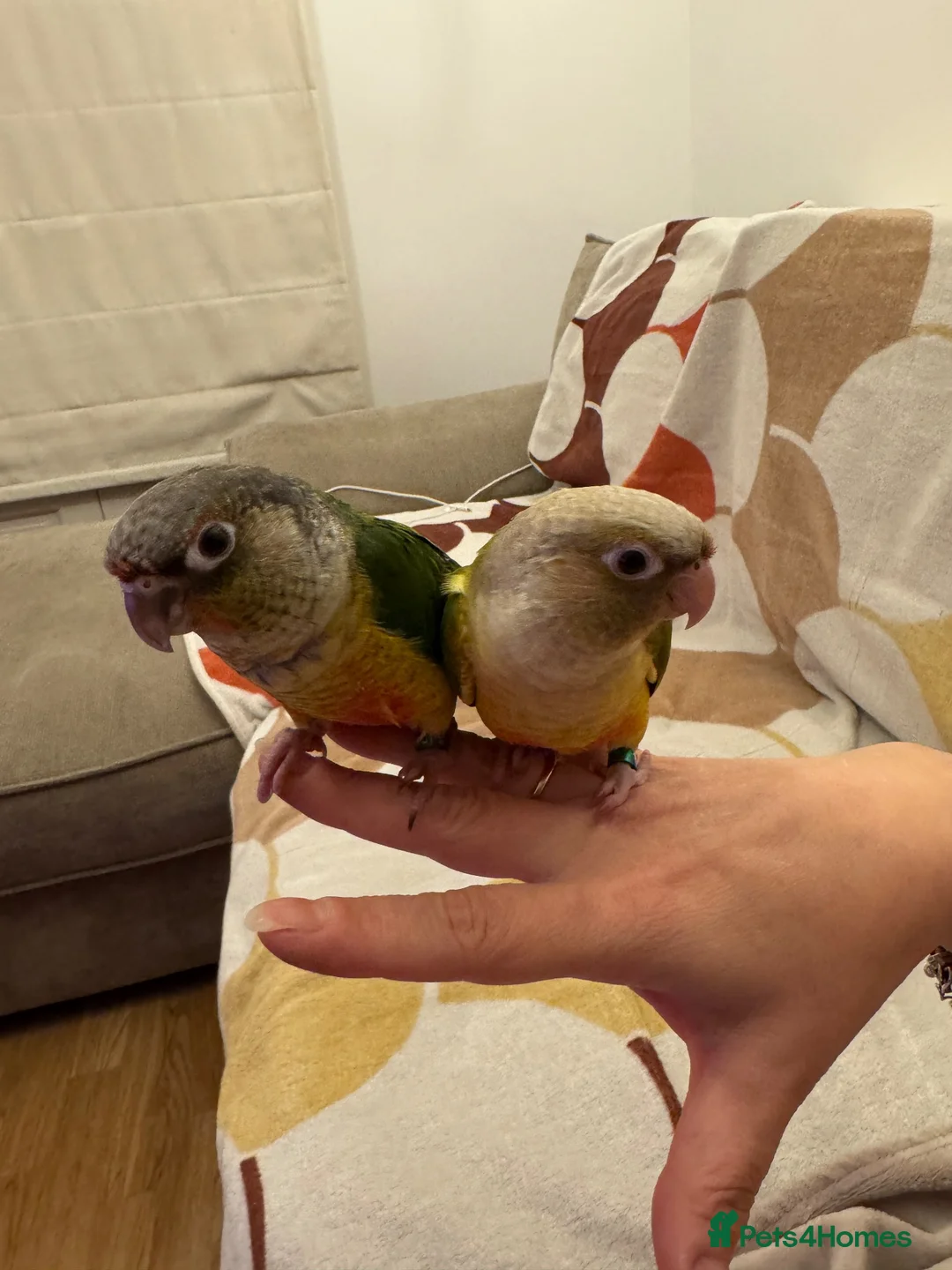 Conures birds for sale: 2 Tamed baby conures for sale  - Advert 1