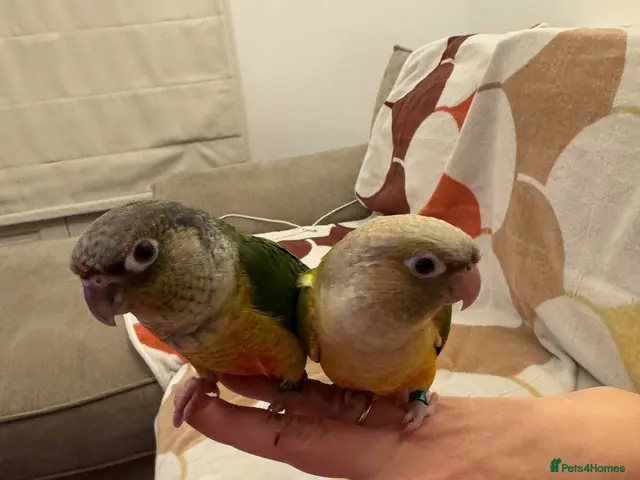 Conures birds 2 Tamed baby conures for sale - Advert 1