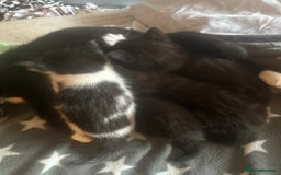 Mixed Breed cats for sale: Adorable Kittens, super cute!  - Image 6