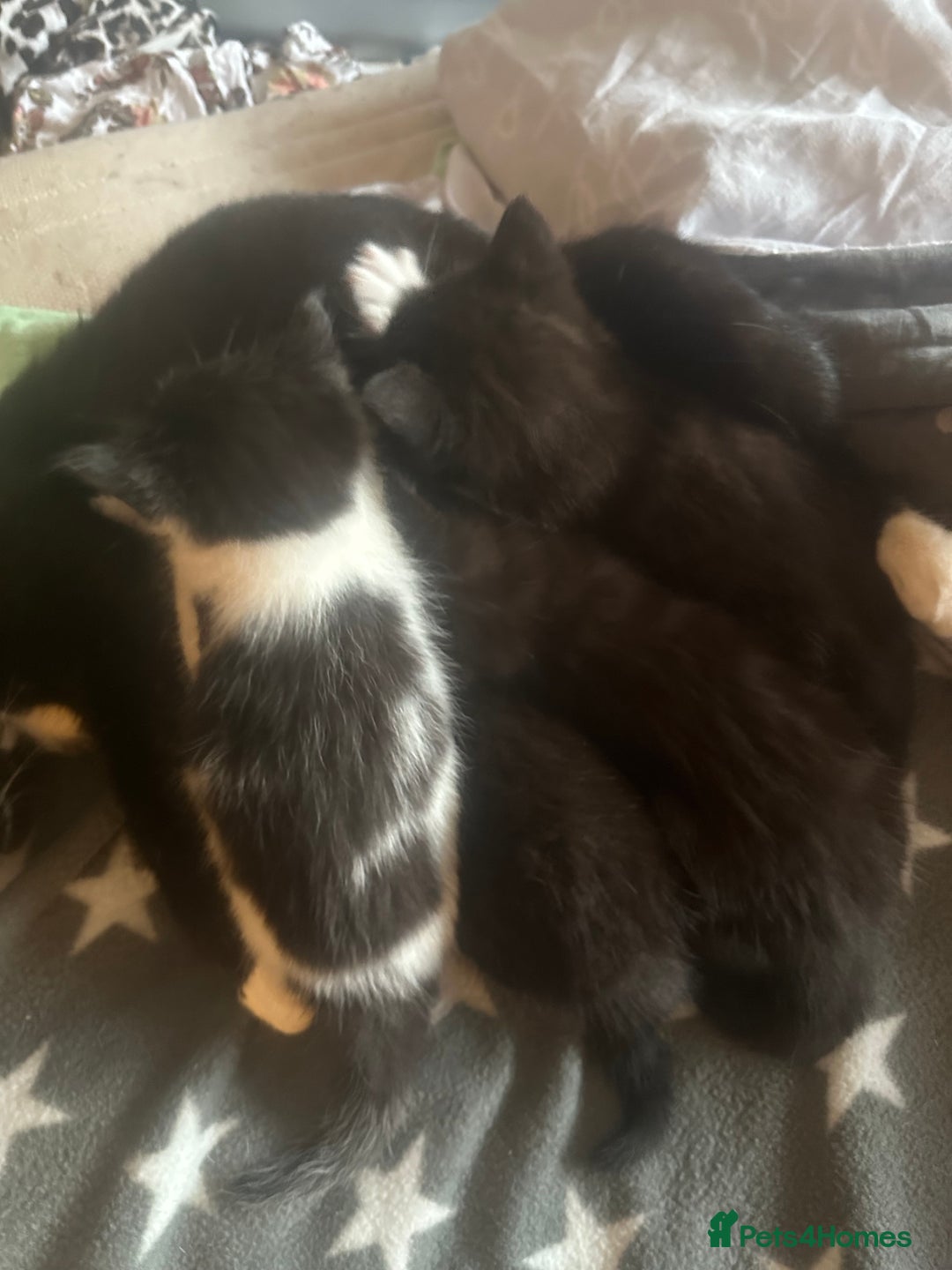 Mixed Breed cats for sale: Adorable Kittens, super cute!  - Image 6