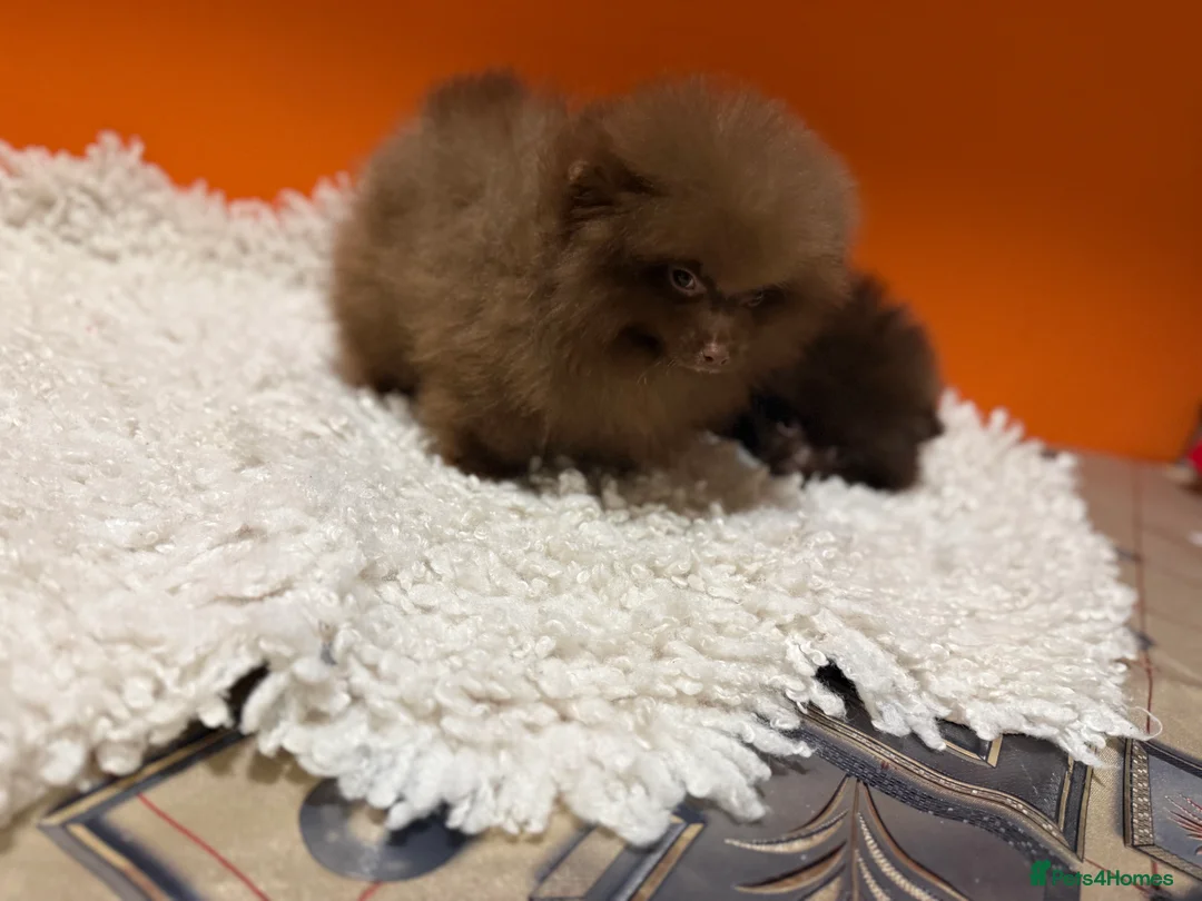 Pomeranian dogs for sale: POMERANIAN Puppy’s  - Advert 2