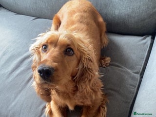 Cockapoo dogs Beautiful cockapoos - Advert 5