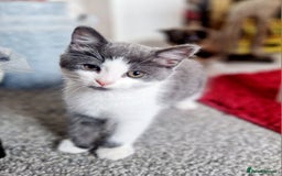 Mixed Breed cats for sale: British shorthair Cross kittens  - Image 8
