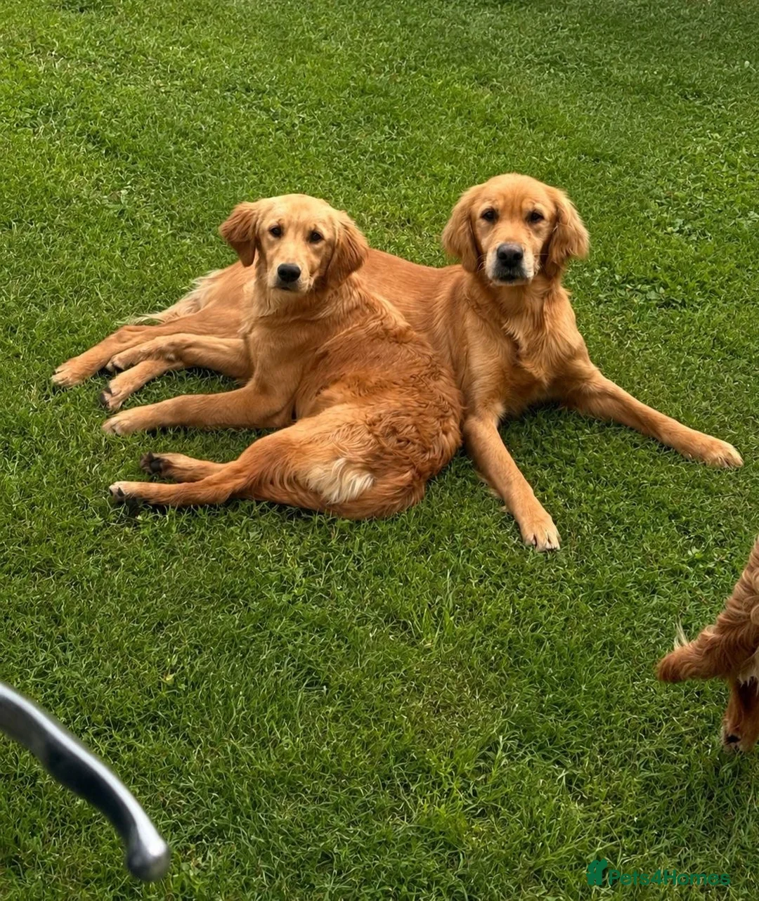 Golden Retriever dogs for sale: 8 month old female puppy  - Advert 4