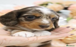 Miniature Dachshund dogs for sale: KC Miniature Dachshund Puppies - Advert 21