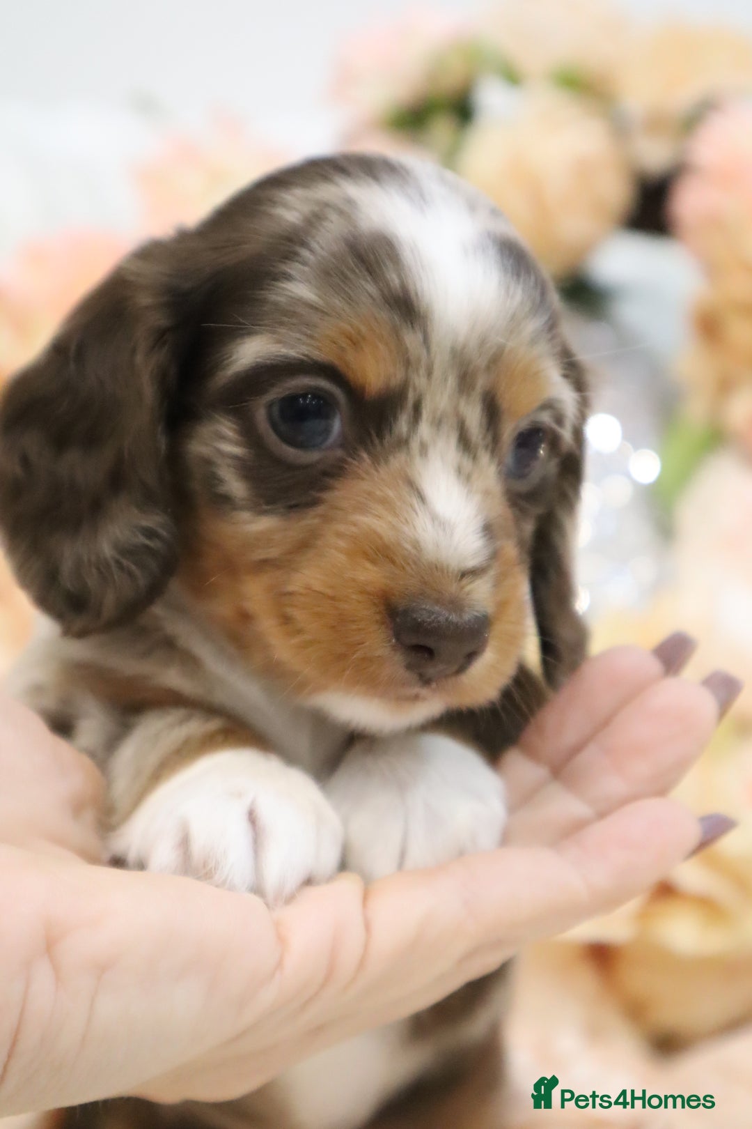 Miniature Dachshund dogs for sale: KC Miniature Dachshund Puppies - Advert 21