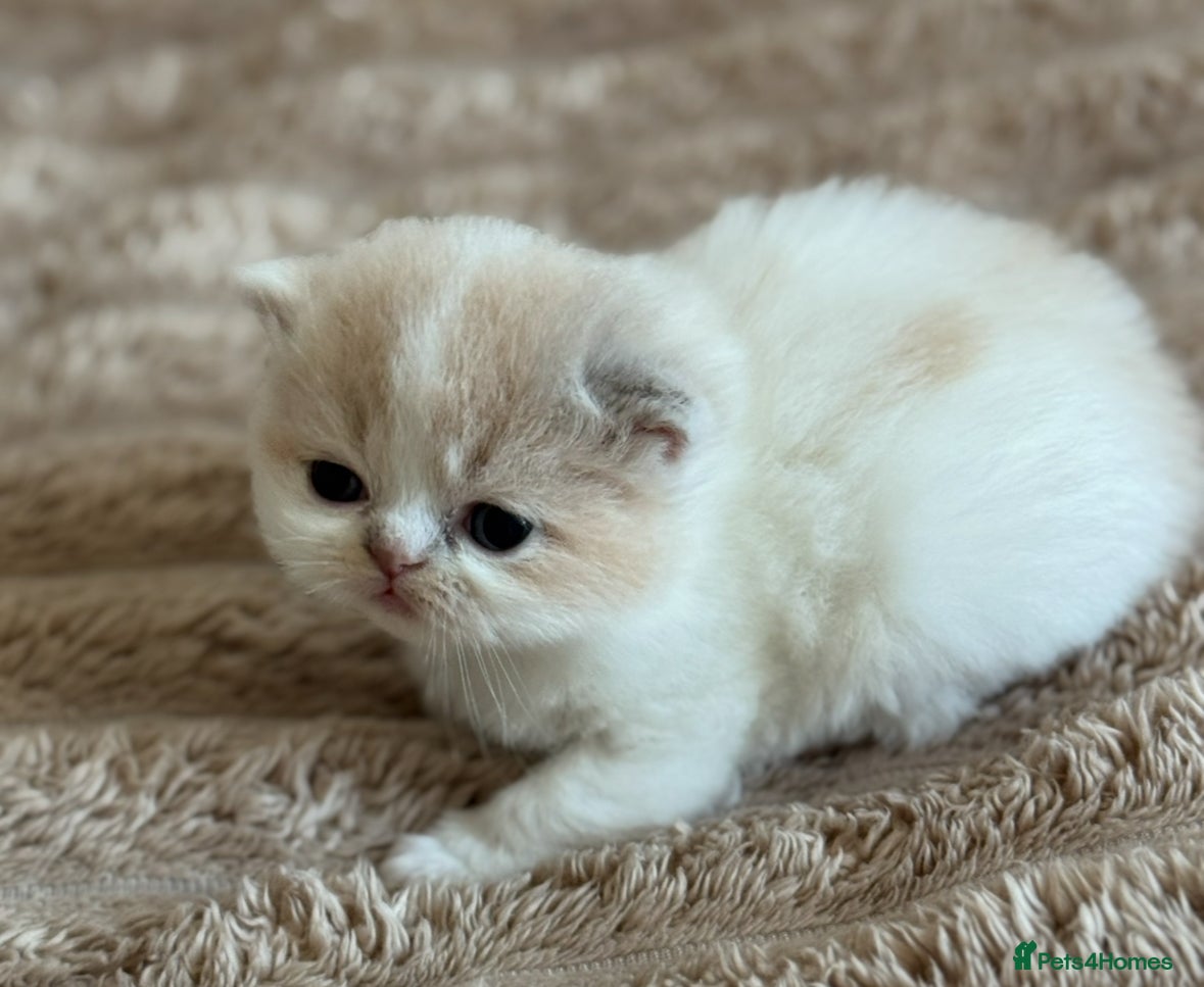 British Shorthair cats Tica SGC dam Lilac tortie and white daughter  - Advert 2