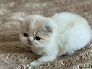 British Shorthair cats Tica SGC dam Lilac tortie and white daughter - Advert 1