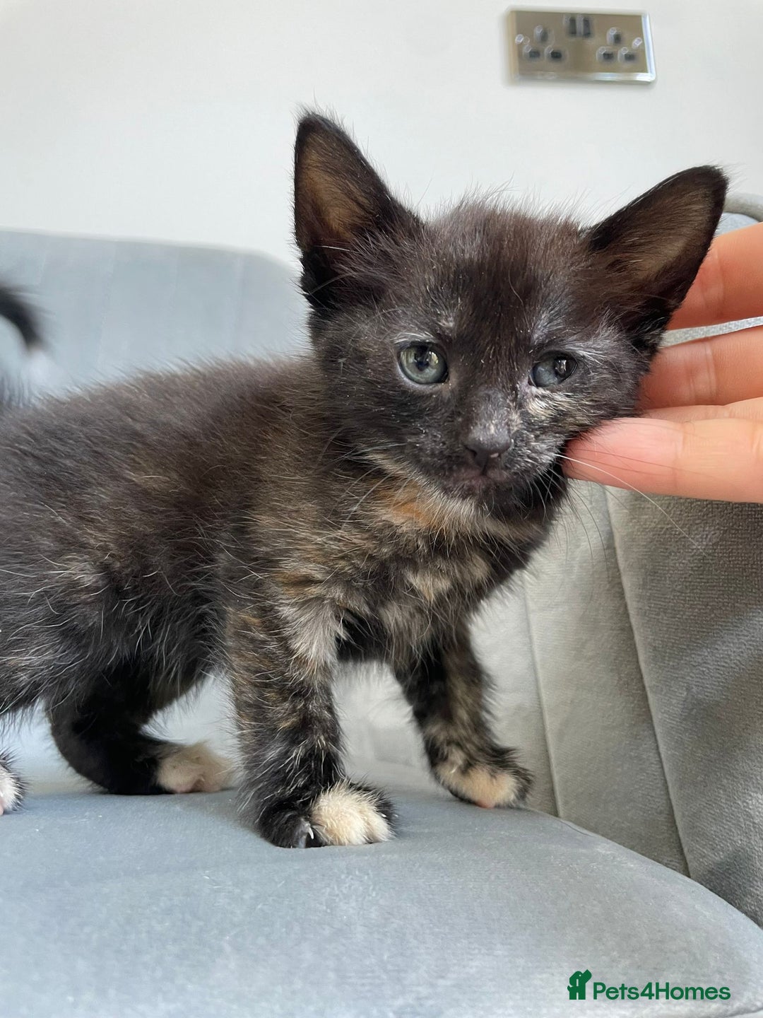 Mixed Breed cats for sale: Adorable kittens  - Image 26