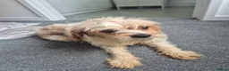 Cavachon dogs for sale: Cavachon pups  in Llanelli - Advert 11