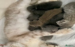 British Shorthair cats for sale: (READY NOW)EXCEPTIONAL PURE BREED BSH - Image 25
