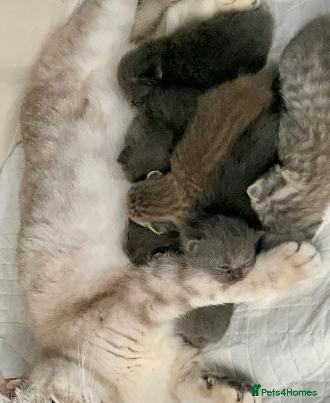 British Shorthair cats for sale: (READY NOW)EXCEPTIONAL PURE BREED BSH - Image 25
