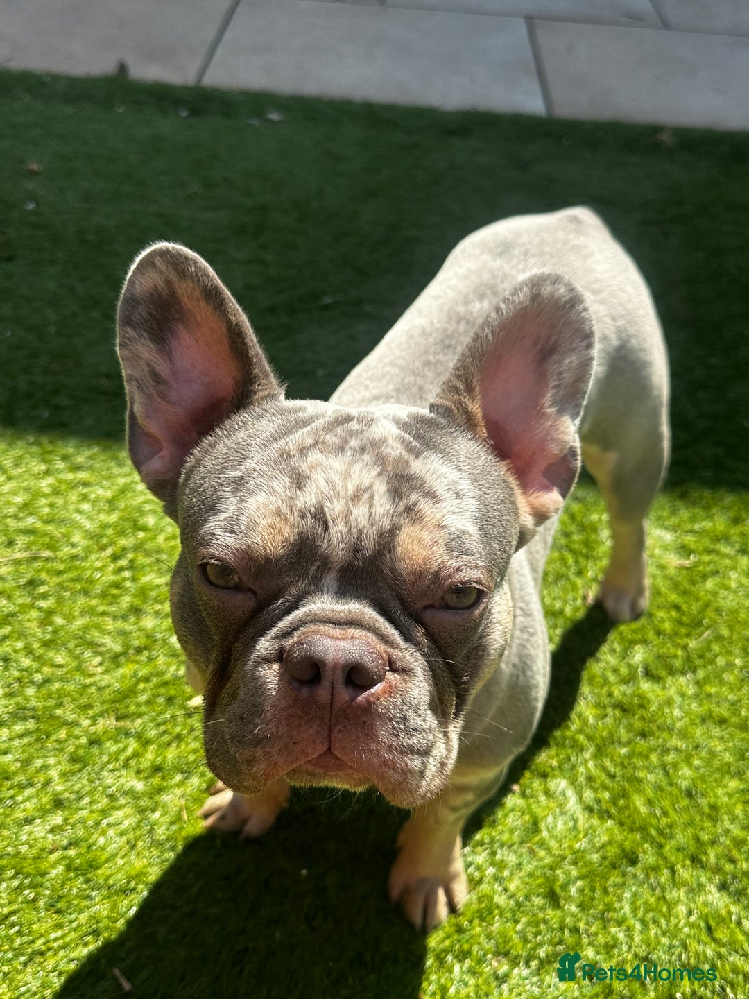 French Bulldog dogs for stud: 🔥PABLO🔥Male stud please read description!!  - Image 3