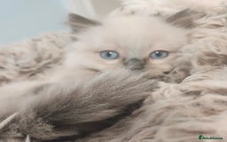 Ragdoll cats for sale: Great and happy rag doll kittens - Image 3