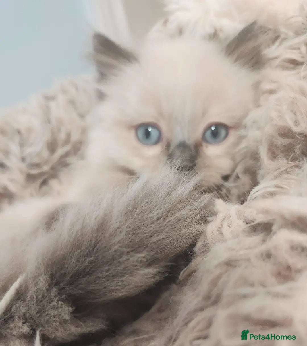 Ragdoll cats for sale: Great and happy rag doll kittens - Image 3