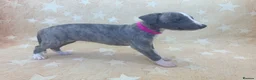 Whippet dogs for sale: Top quality KC registered Whippet pups - Advert 9