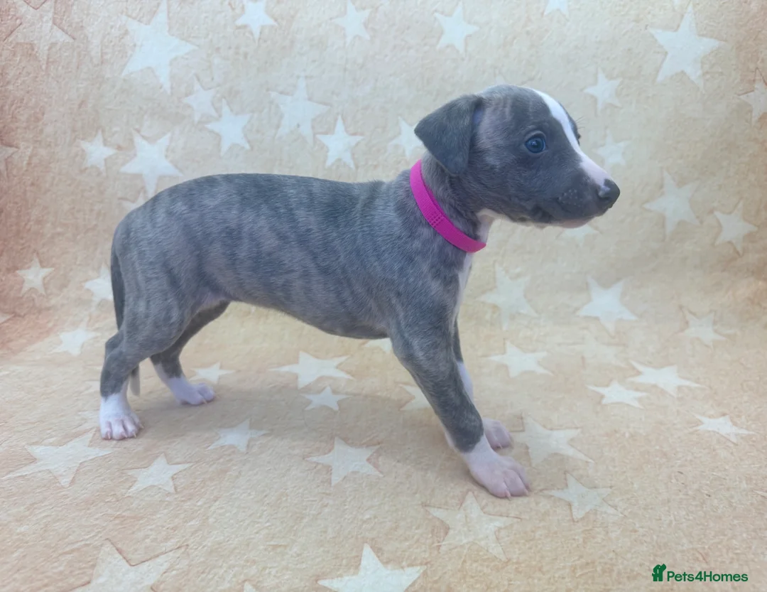 Whippet dogs for sale: Top quality KC registered Whippet pups - Advert 9