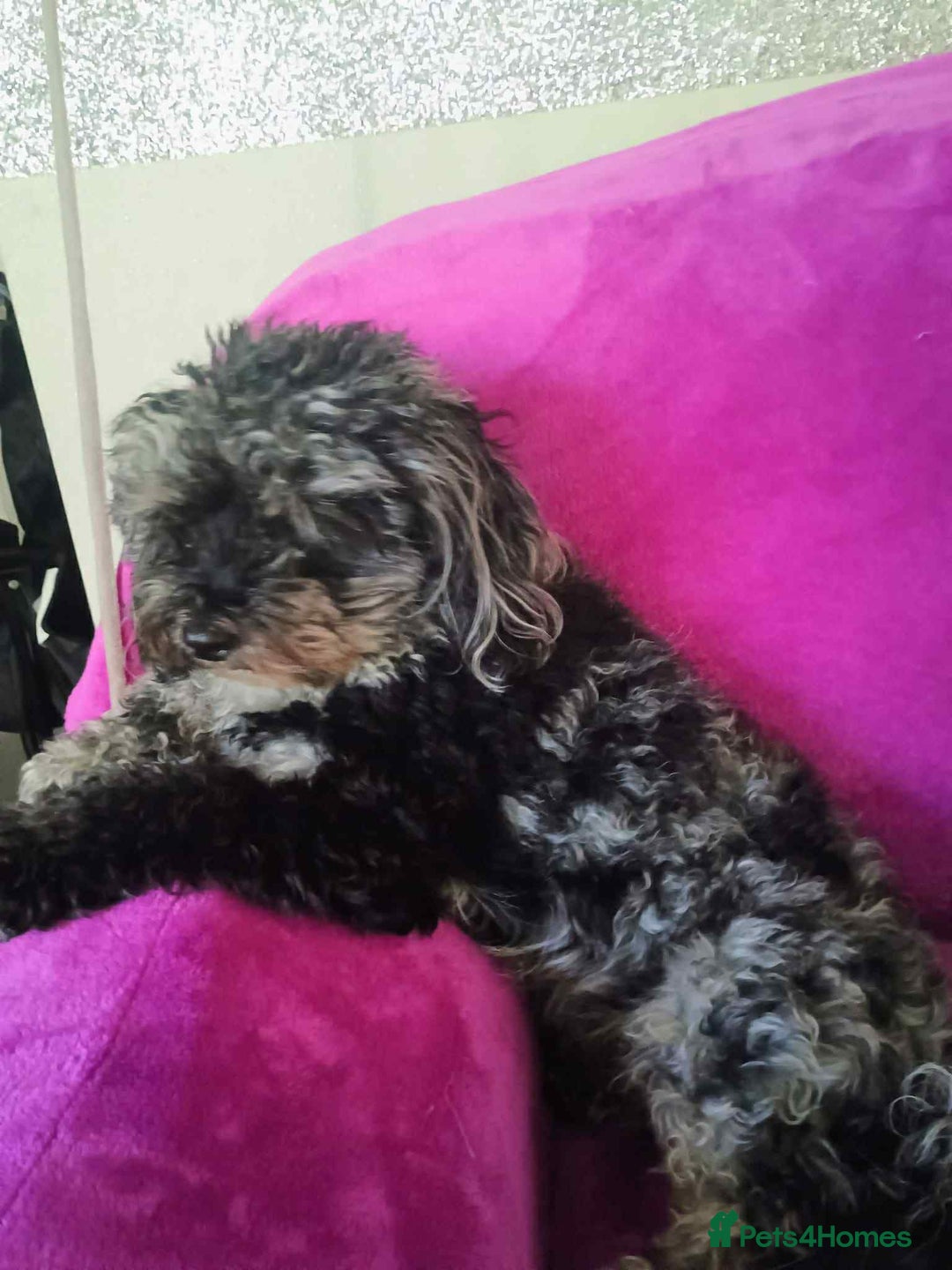 Cavapoo dogs for sale: 3 year old cockapoo female - Image 2