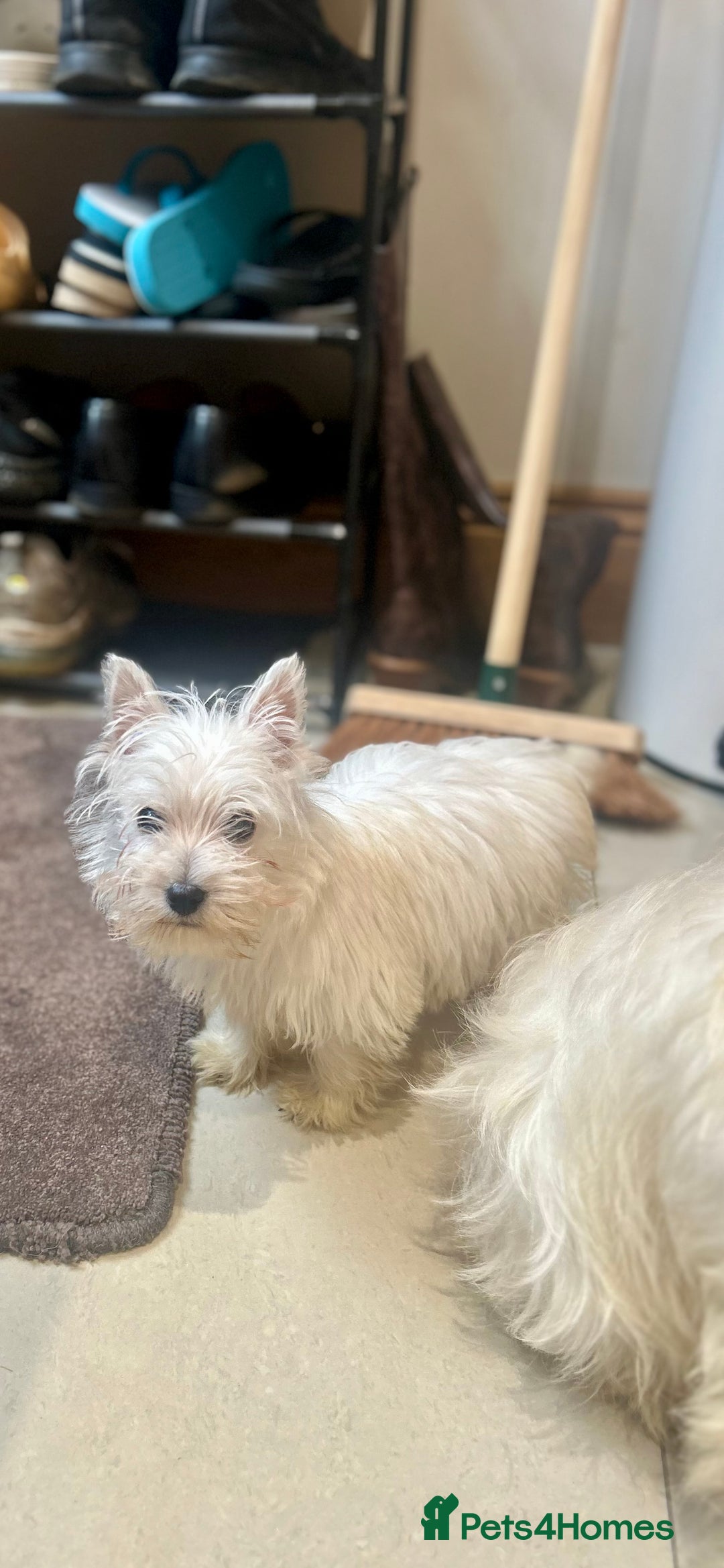 West Highland Terrier dogs for sale: 🐾💙Very Handsome Westie Boy Ready Now 💙🐾 - Advert 4