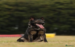 German Shepherd dogs for sale: 🧬Working Line German Shepherds, Full HealthTested - Image 2