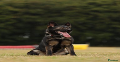 German Shepherd dogs - Advert 11