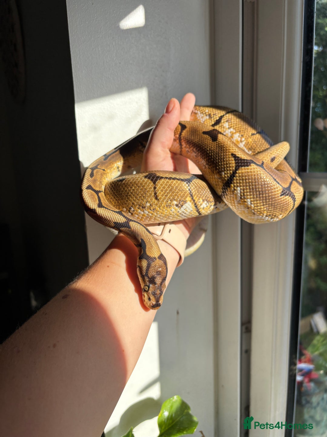 Python Snake reptiles for sale: Royal/Ball Python -spider, calico, orange dream - Image 1