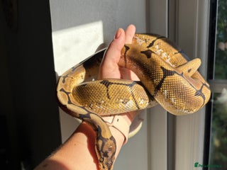 Python Snake reptiles - Advert 1