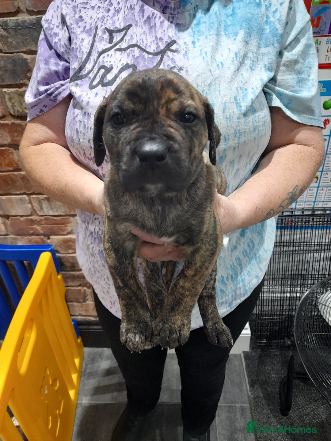 Presa Canario dogs for sale: Presa canario puppies - Image 6