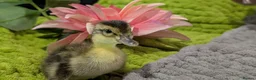 Ducks poultry for sale: Our gorgeous little ducklings have arrived! 🥰🐣 - Advert 4