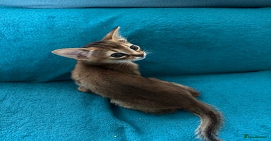 Abyssinian cats - Advert 2