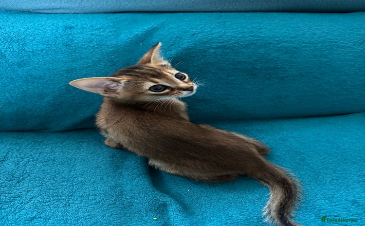 Abyssinian cats - Advert 13