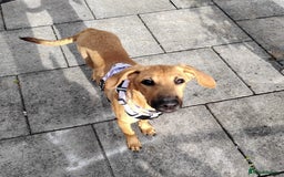 Mixed Breed dogs for adoption: Olive (Hound/Shepherd mix) - Image 9