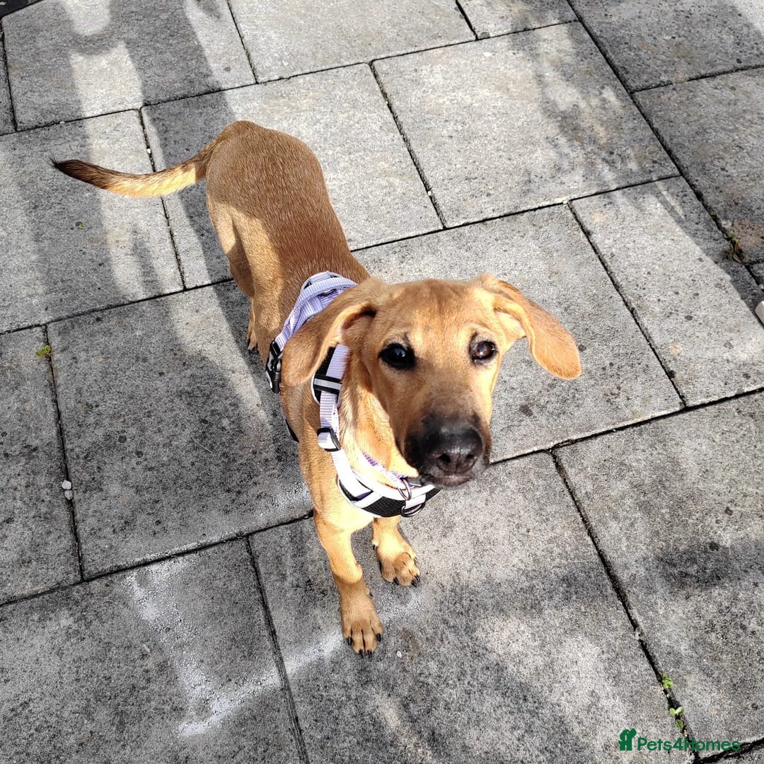 Mixed Breed dogs for adoption: Olive (Hound/Shepherd mix) - Image 9