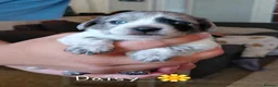 Chiweenie dogs for sale: Dachshund x Puppies  - Advert 5