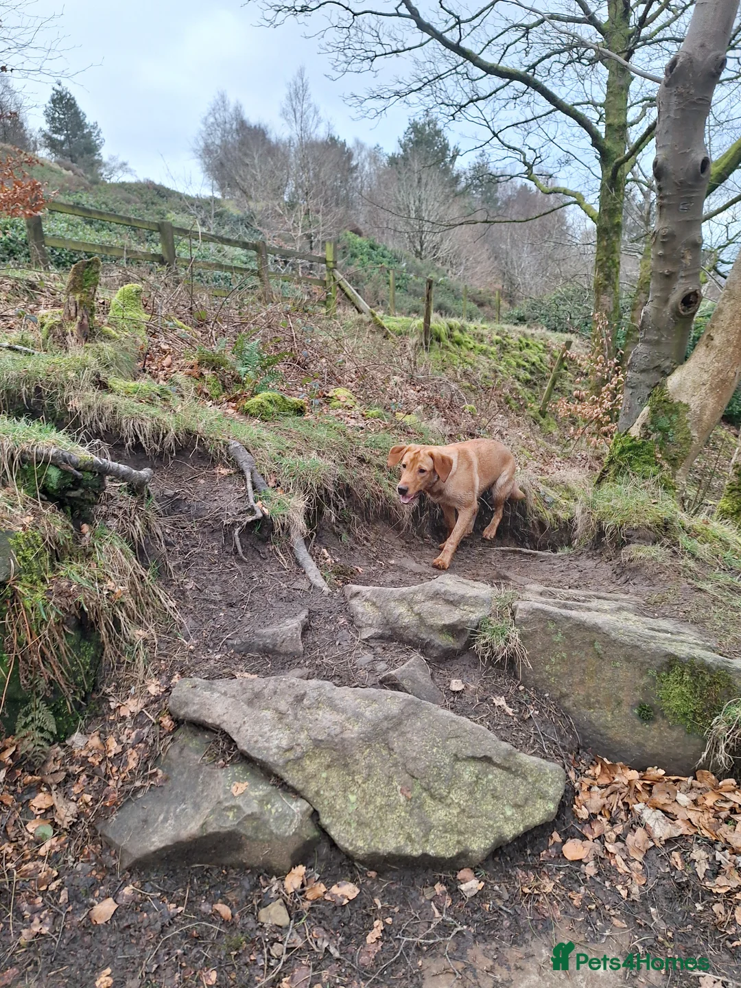 Labrador Retriever dogs for sale: Labrador Bitch 8 months old - Advert 14