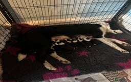 Mixed Breed dogs for sale: Border collie cross/bearded collie puppies  - Image 2