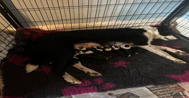 Mixed Breed dogs - Advert 16