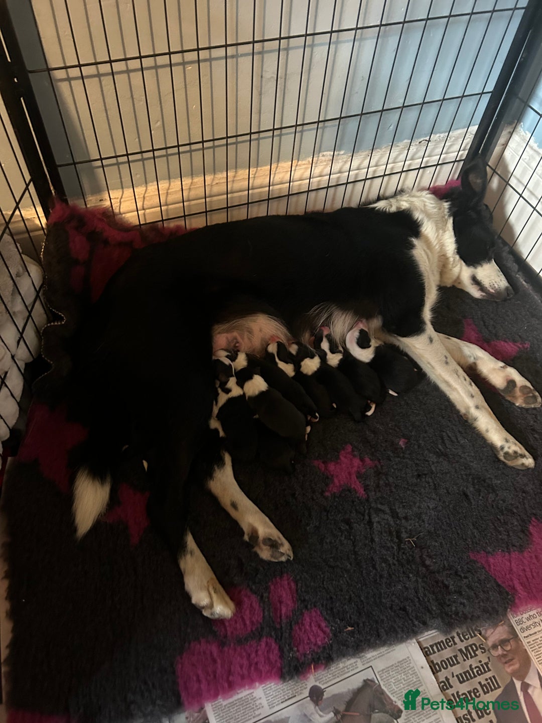 Mixed Breed dogs for sale: Border collie cross/bearded collie puppies  - Image 2