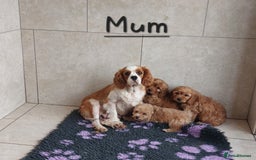 Cavapoo dogs for sale: Cavapoo F1 puppies  - Image 15