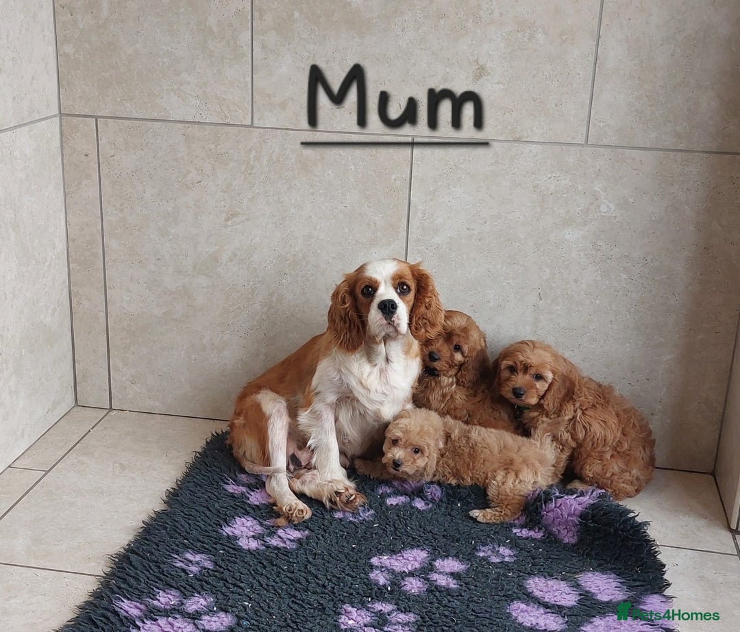 Cavapoo dogs for sale: Cavapoo F1 puppies  - Image 15