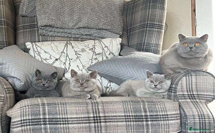 British Shorthair cats - Advert 4