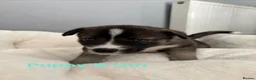 Siberian Husky dogs for sale: Siberian Husky Puppies in Liversedge - Advert 16