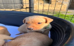 Labrador Retriever dogs for sale: Ready now!! Amazing red fox Labrador puppies  - Image 2