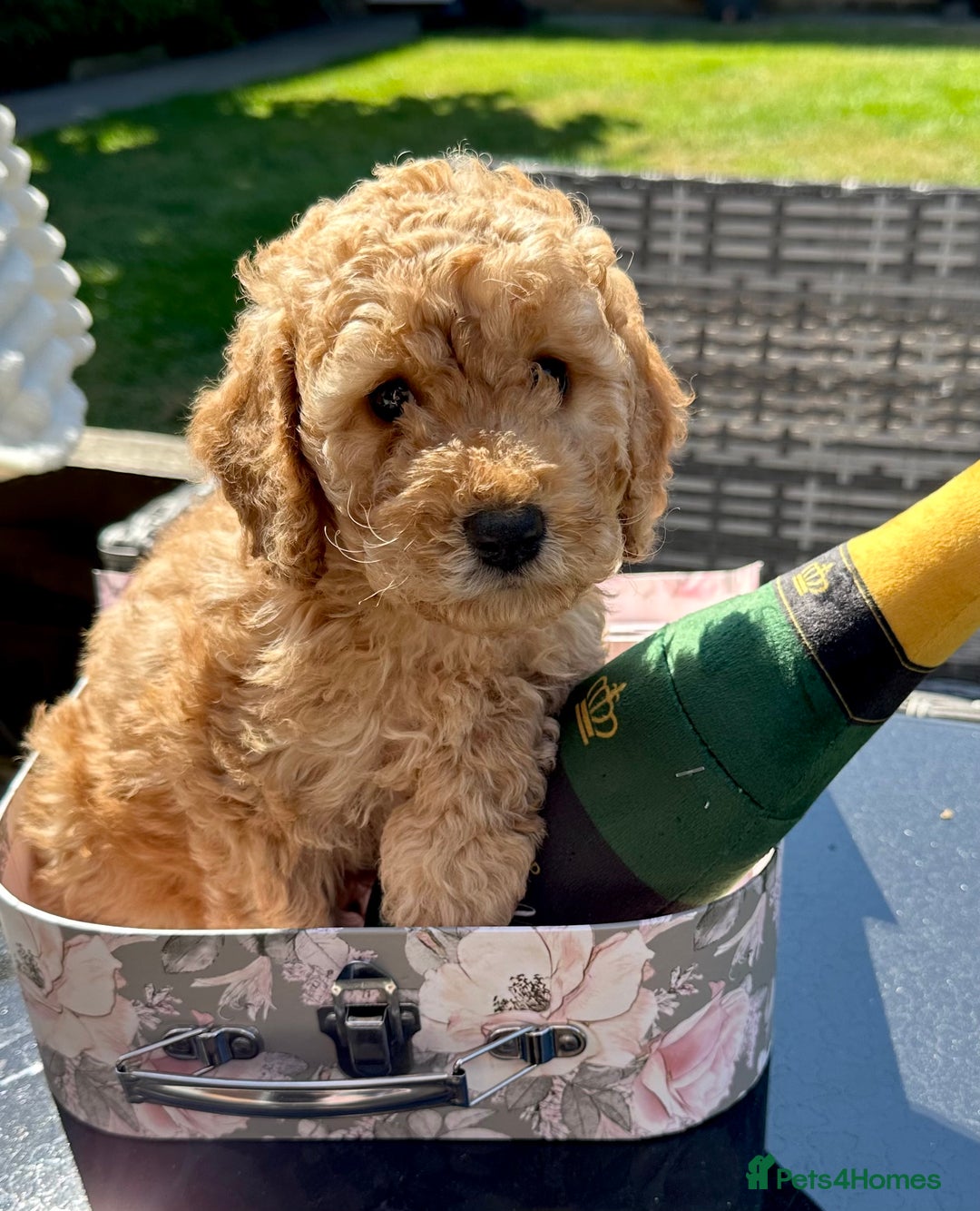 Cockapoo dogs for sale: Mini Cockapoo Puppies Kent - Image 21