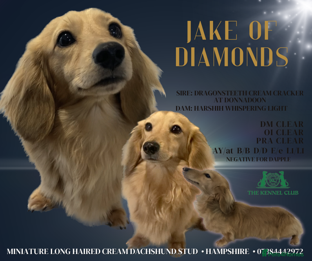 Miniature Dachshund dogs for stud: KC Reg• Cream Longhaired Stud• Fully Health Tested - Image 8